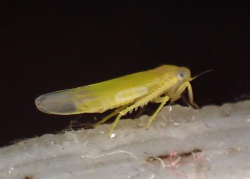 Typhlocybinae